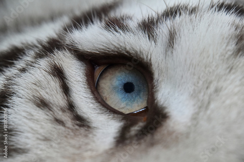 Tableau sur toile Extreme close up blue eye of white tiger
