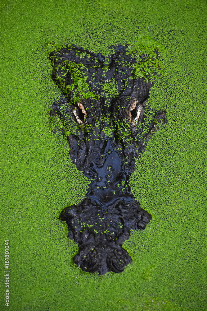 Fototapeta premium Close up portrait of crocodile in green duckweed