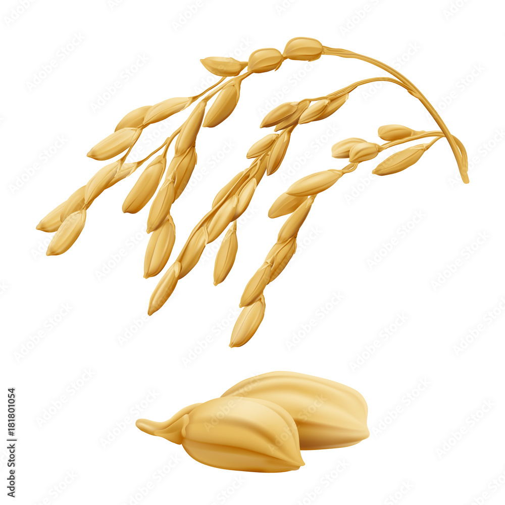 Rice - Oryza Hand drawn vector illustration of golden yellow rice ear ...