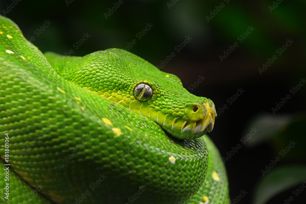 Obraz premium Green tree python profile portrait close up