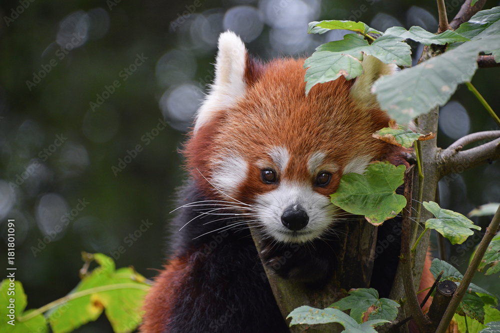Fototapeta premium Close up portrait of red panda on tree
