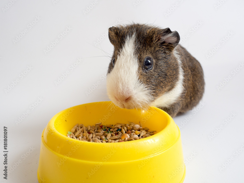 cavy, guinea, pig, animal, pet, mammal, white, rodent, cute, small