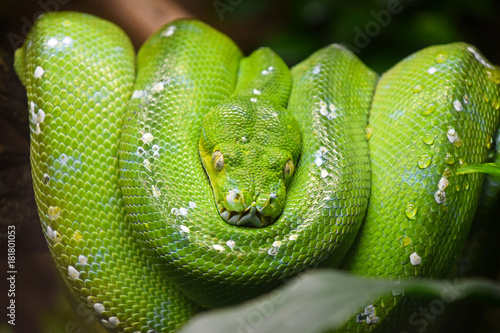 Green tree python (Morelia viridis) close up
