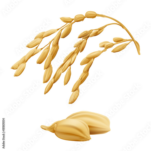 Rice - Oryza
Hand drawn vector illustration of golden yellow rice ear on transparent background in highly detailed realistic stile.