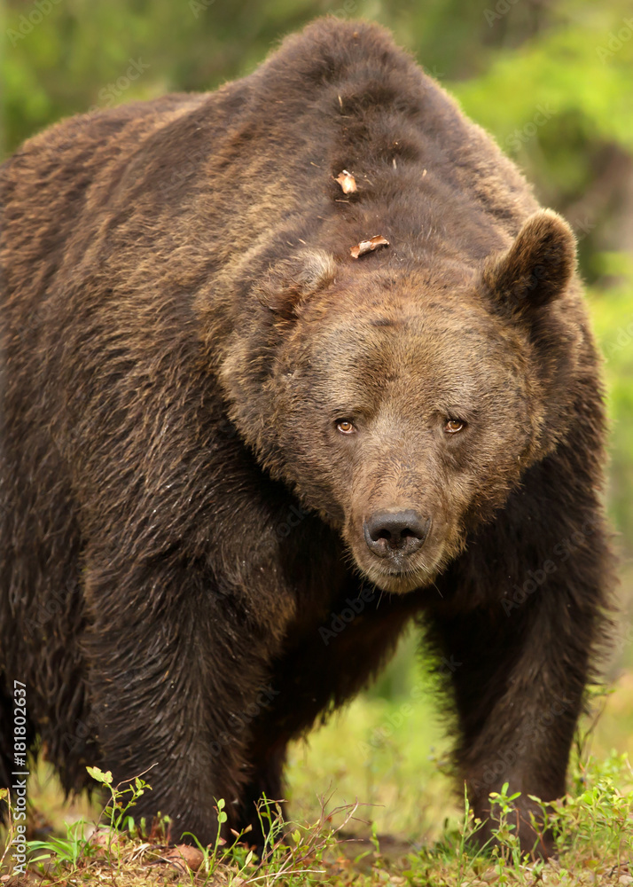 Close up of a powerful Eurasian brown bear in the taiga forest in summer