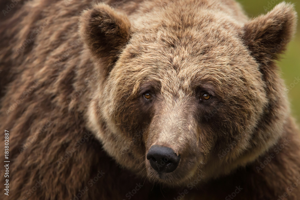 Close up of an Eurasian brown bear in taiga forests