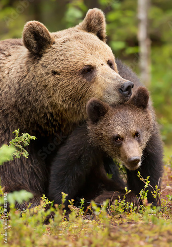 Close up of a loving Eurasian brown bear comforting her cub in Finnish forest during summer season © giedriius