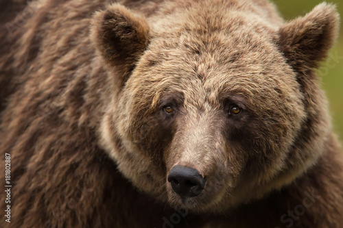 Close up of an Eurasian brown bear in taiga forests © giedriius