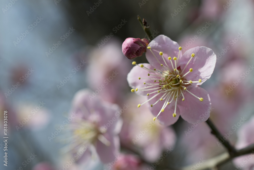 ピンクの梅の花 ピンクの梅の花