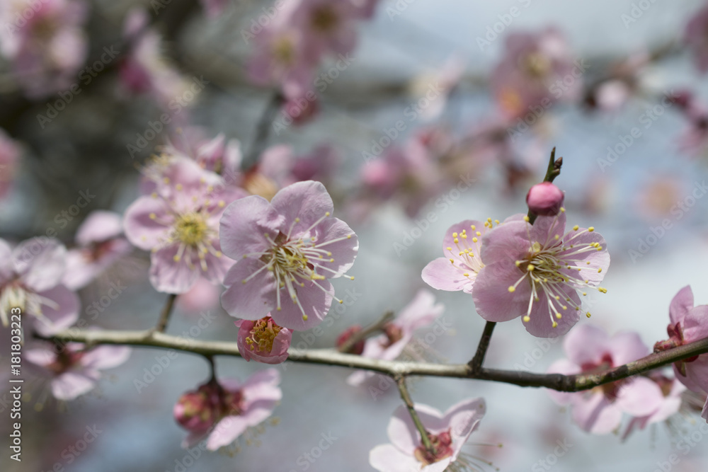 Fototapeta premium ピンクの梅の花