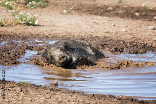 Obraz na płótnie Wild boar taking a mud bath