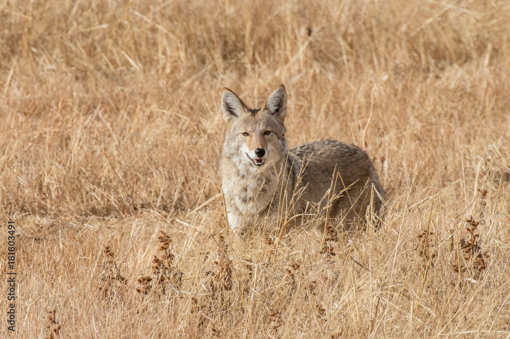 Coyote at bosque del apache national wildlife refuge in central new mexico Coyote at bosque del apache national wildlife refuge in central new mexico