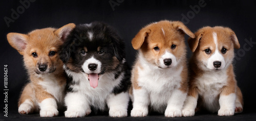 Corgi puppies on black background