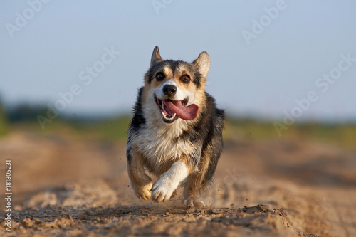 Welsh corgi pembroke n aulice in summer, water, grass
