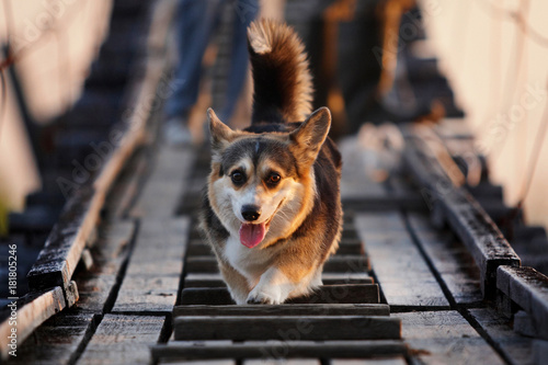 Welsh corgi pembroke n aulice in summer, water, grass