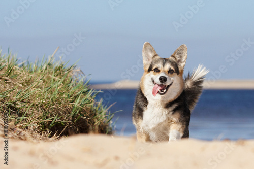 Welsh corgi pembroke n aulice in summer, water, grass