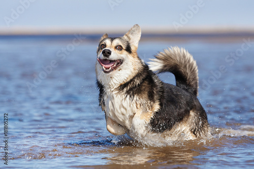 Welsh corgi pembroke n aulice in summer, water, grass