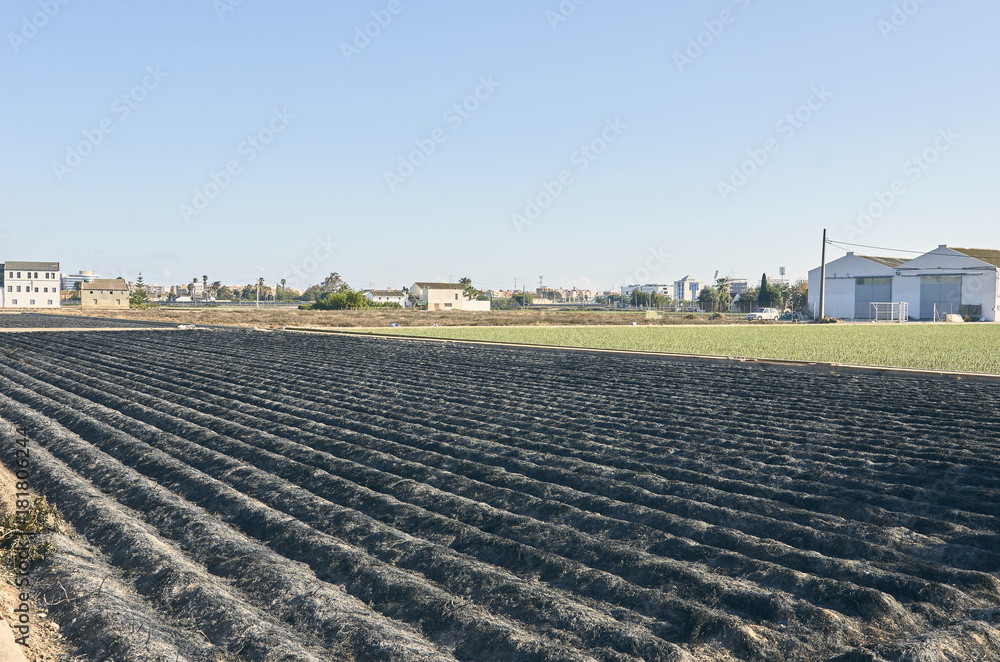 Obraz premium Fields of garden vegetable in Valencia, Huerta de Valencia. Field of tiger nut after was burned. Tiger nut milk is a drink typical of Valencia