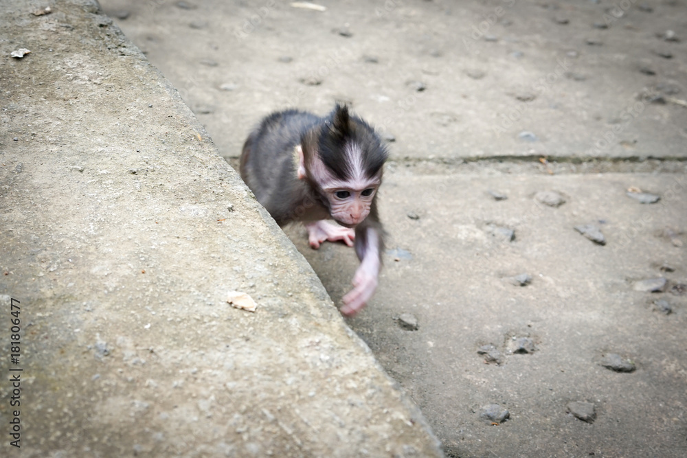 Monkeys in Bali
