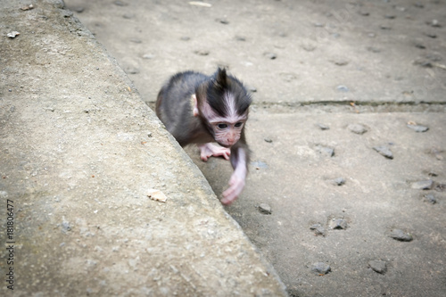 Obraz na płótnie Monkeys in Bali w salonie