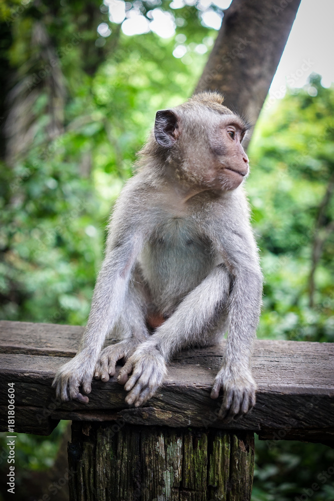 Monkeys in Bali