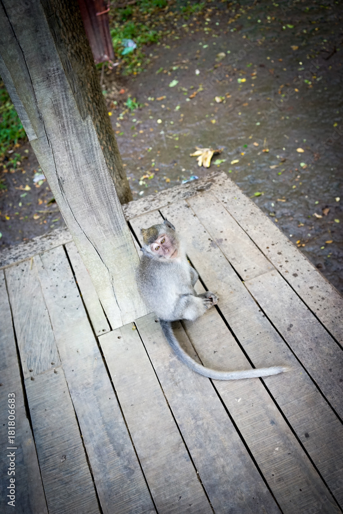 Monkeys in Bali