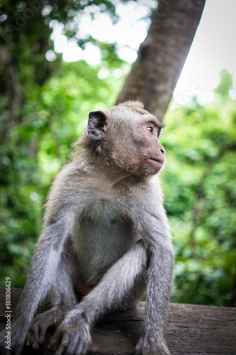 Obraz na płótnie Monkeys in Bali w salonie