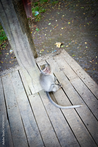 Obraz na płótnie Monkeys in Bali w salonie