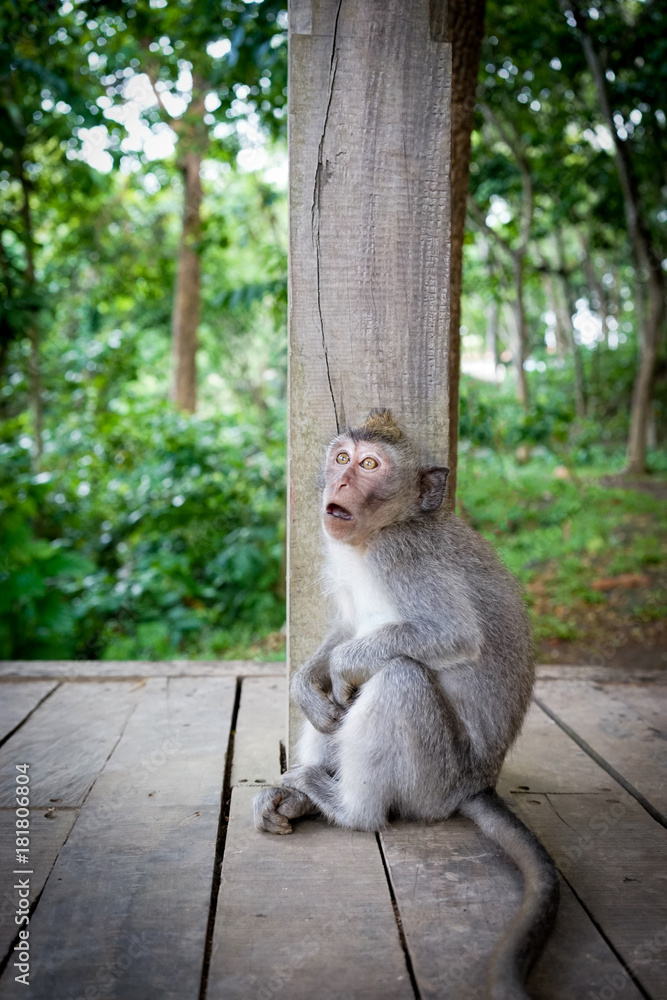 Monkeys in Bali