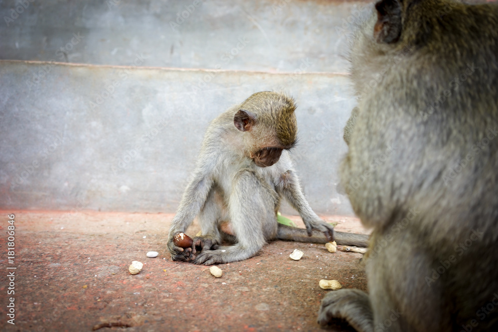 Monkeys in Bali