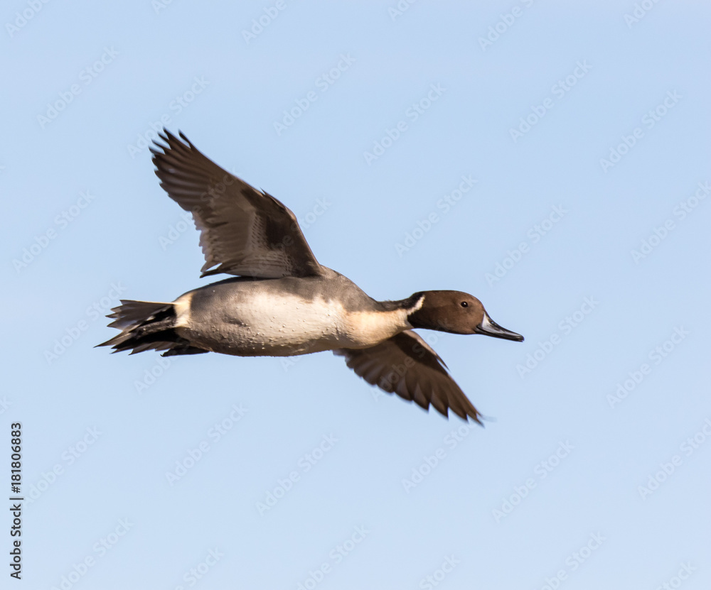 Obraz premium Kaczka pintail w locie w Narodowym Rezerwacie Przyrody Bosque del Apache w środkowym Nowym Meksyku