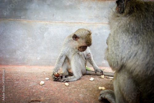 Monkeys in Bali