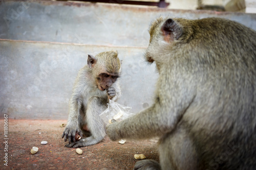 Monkeys in Bali