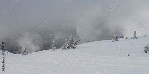 Snow covered trees on mountain during foggy weather, Whistler, British Columbia, Canada