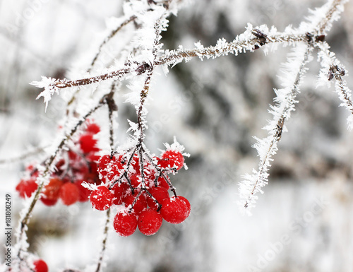 Winter Frozen Viburnum Under Snow. Viburnum In The Snow. First snow. Autumn and snow. © Stasiuk