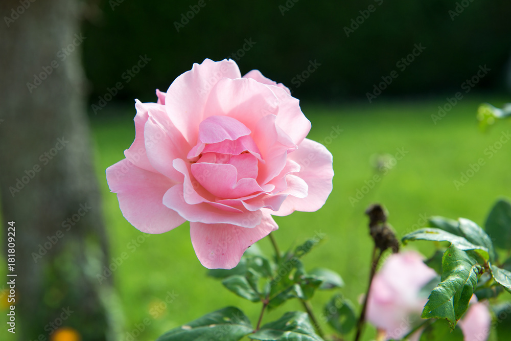 beautiful rose in the garden beautiful rose in the garden
