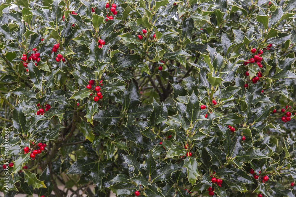 red berry bushes (holly?)