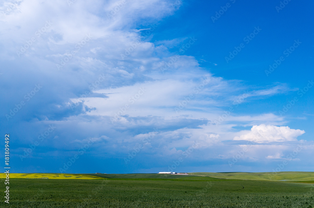 Idaho Wheat Field