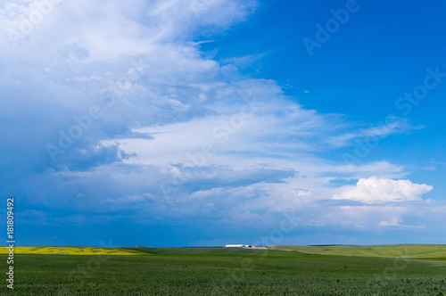 Idaho Wheat Field
