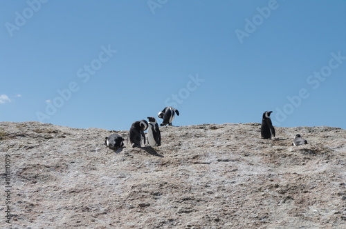 Jackass penguins frolicking on the rocks at Boulders Beach, Simonstown, South Africa, during breeding time 