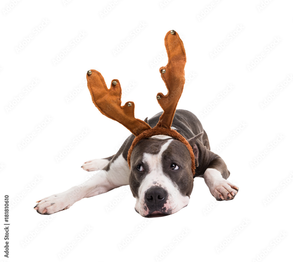 American pit bull terrier with New Year's horns of a deer on his head lies on a white background in studio