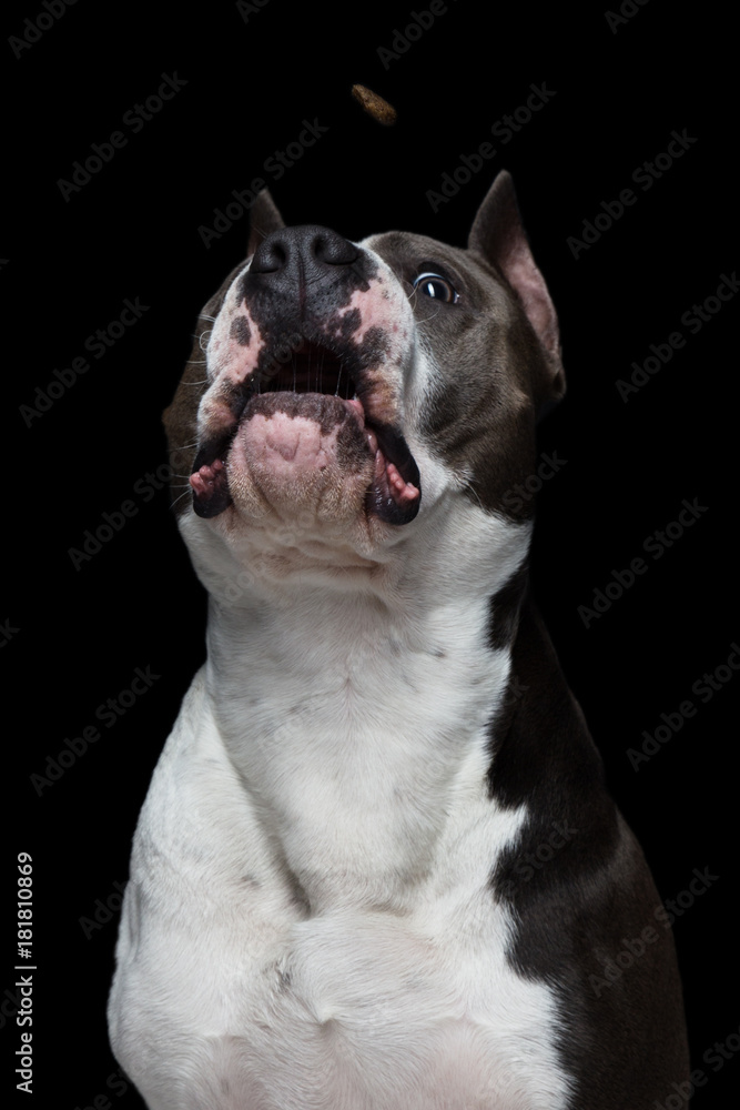 funny muzzle of a American pit bull terrier that catches food on a black background in a studio