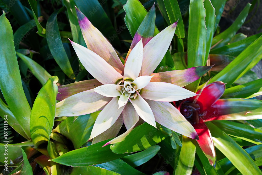 Fototapeta premium Pineapple Tree