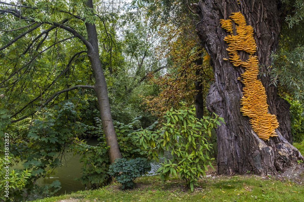 Huge yellow bracket fungus Laetiporus sulphureus on a tree Huge yellow bracket fungus Laetiporus sulphureus on a tree