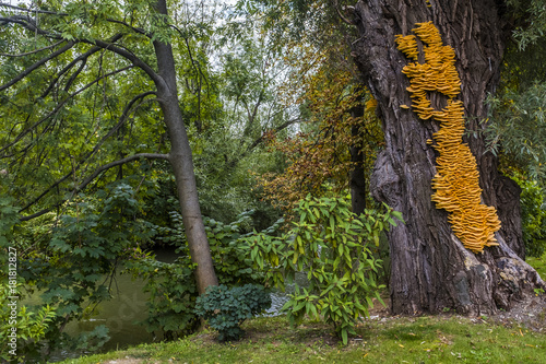 Huge yellow bracket fungus Laetiporus sulphureus on a tree photo