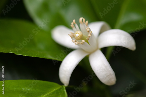 White Orange Blossom among leaves. Extreme close-up macro with a view of the flower anatomy. Shallow depth of field.
