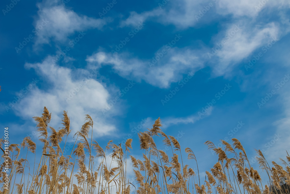 Fototapeta premium Ears with sky in the background