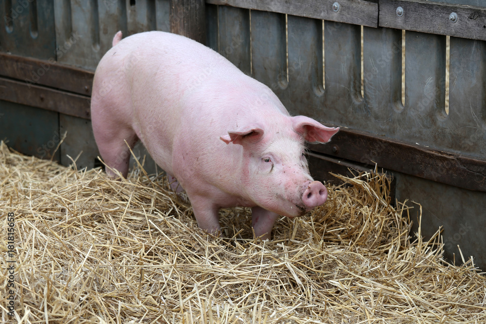 Young domestic peaceful happy pig runs in the pigpen Young domestic peaceful happy pig runs in the pigpen