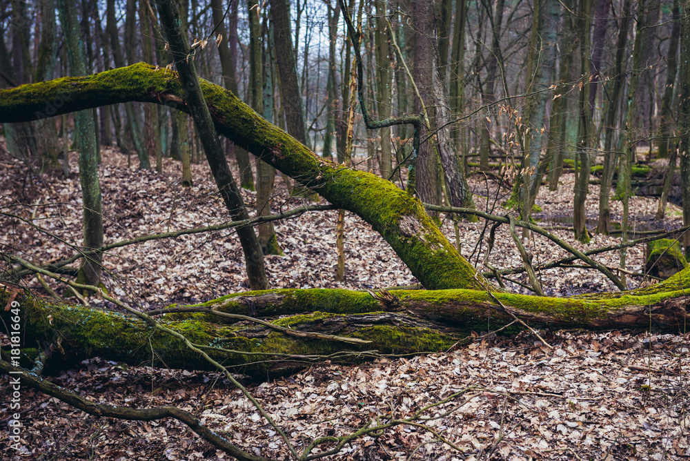 Kampinos National Park near Warsaw city in Poland Kampinos National Park near Warsaw city in Poland