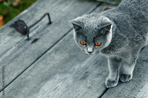 Fototapeta Naklejka Na Ścianę i Meble -  Gray cat with yellow eyes on a wooden table top in gray. Breed Scottish Straight
